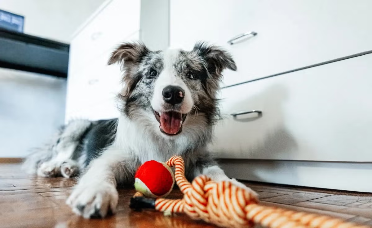 Cão feliz a receber cuidado